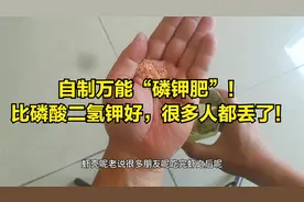 比磷酸二氢钾好！自制万能“磷钾肥”，省钱肥效足视频封面