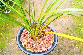 一颗兰花出现黄叶了，项哥用最简单的方法处理，新手必看！视频封面