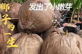 了解椰子树从发芽到结果的过程。视频封面