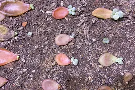 叶插多肉桃蛋状况百出，该如何是好？大神们快来支支招！