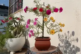 一根太阳花嫁接出多彩的‘‘太阳花树’’这个造型你喜欢吗？视频封面