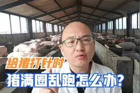 给猪打针时，猪乱跑怎么办？老养猪户都在用，6个猪实用保定方法视频封面