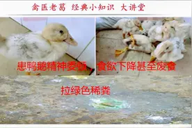 鸭鹅病毒性浆膜炎的发病原因和治疗方案 怎样预防鹅浆膜炎