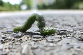 “吊死鬼”吃光树叶   路边国槐虫害严重