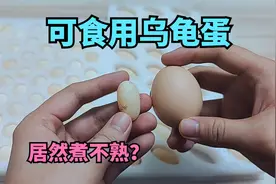 买了几个可食用乌龟蛋，居然煮不熟，有点神奇啊