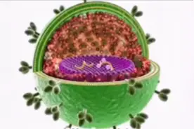 科普小清新：艾滋病毒结构