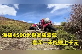藏区高原挖冬虫夏草，高手一天能赚上千元，是怎么采挖的呢？视频封面