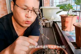 无花果枝条枯萎了不要扔？柳醋液使用第三天，重新发芽了！视频封面