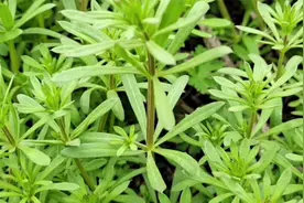 常见的野菜 “拉拉藤”，它的用途大部分人都不知道，快来看看