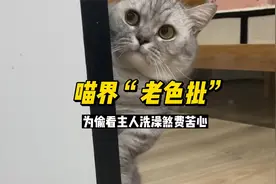 喵界老色批王布丁,为偷看主人洗澡煞费苦心，严重怀疑是男人变得视频封面