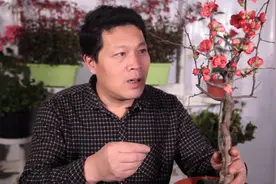 贴梗海棠花，反季节开花，如何养护能复花