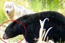 狼群围攻500斤大黑熊，厮杀场面惨烈，结果却让人大跌眼镜视频封面