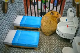 小仓鼠越狱出逃了，抓回来！