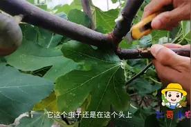 种植无花果树，几月份会生虫，生虫怎么办？如何逮虫视频封面