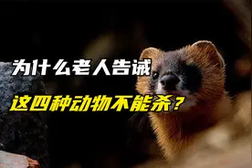 盘点古语中不能杀的四种动物，真的会带来厄运吗？有什么科学依据视频封面