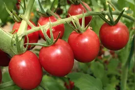 菜农这样种千禧类西红柿，10个糖度亩产10000斤，抗病供不应求