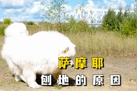 萨摩耶爱刨地？多半是这4个原因！