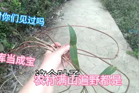 这药材我们本地叫鸡屎藤，中药库当成宝，好几百一两。视频封面