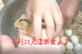孵小鸡不是21天才能孵出小鸡吗？还不到21天就出来一个怎么回事儿