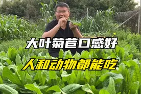 生长52天的菊苣，可以收割喂禽畜了，人也能食用，口感特好！