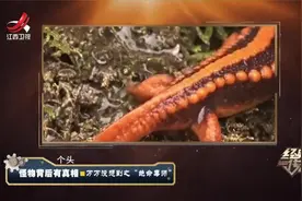 小学生抓青蛙玩，竟然中了毒！专家听说后前来寻找施毒的“真凶”视频封面