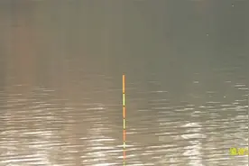 冬钓；8.1的长竿配吃铅近5克的鲢鳙漂，大家就看这鲫鱼吃口猛不猛