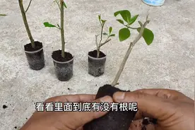 扦插橘子或者柠檬枝条到底能不能生根呢？看完就知道了！视频封面