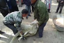 农村羊市，140斤的大绵羊，大叔16.5块一斤卖掉，看看卖了多少钱视频封面