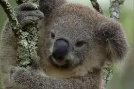 想养考拉吗？其实想养考拉是需要很多事情的视频封面