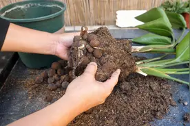 鹤望兰叶片耷拉下垂，到底是不是烂根引起？脱盆一探究竟视频封面