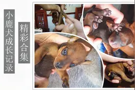 小鹿犬成长记录精彩合集，从出生到长大