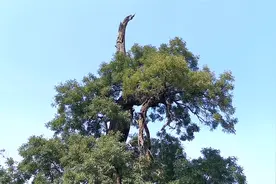 河南一村庄有一棵奇怪的古树，每天都有人去看，到底有啥特别的？视频封面
