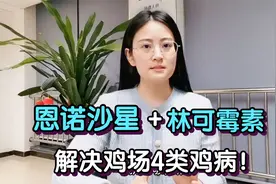 兽医：恩诺沙星+林可霉素，堪称“万金油”，防治鸡场4类鸡病！