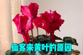 仙客来叶子发黄的“罪魁祸首”不是缺肥，而是它们3个视频封面