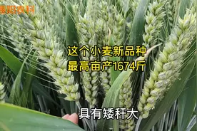 最高亩产1674.2斤，这个小麦新品种，矮秆大穗还抗病视频封面