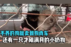 刚满月的小奶狗被送上狗肉车，身上都臭了，好心小伙救下他们视频封面