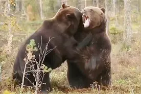 力量的对决！芬兰两棕熊激烈打斗，死咬对手脖子视频封面