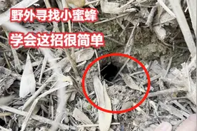 野外如何快速找出蜜蜂？小伙教你利用蜜碟，轻松收获一窝小蜜蜂