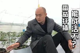 番茄秧扦插到底能不能成活？今天告诉你答案！赶快学学吧