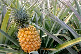 吃剩的菠萝头不要扔，教你简单一招，长出菠萝又能吃