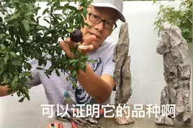 阳台小盆景 第632期 石榴树苗做附石视频封面