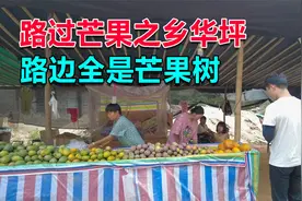 芒果之乡云南华坪，满山都是芒果树，这里买芒果6块一斤便宜吗？视频封面