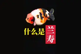 涨知识！金鱼之王兰寿的名字竟是这么来的！