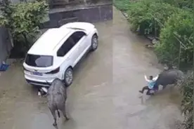 龙岩一男孩遭水牛顶撞，躲入车底连连道歉：对不起牛大哥别打我视频封面