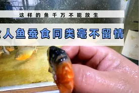 食人鱼饿疯了，看到受伤的同类疯狂撕咬，最后只剩头还在呼吸