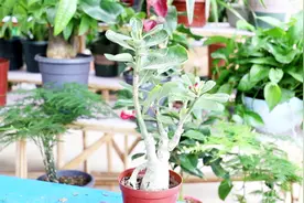 沙漠玫瑰“肚子”越来越小，正确做好这几点，长成“大肚子”视频封面