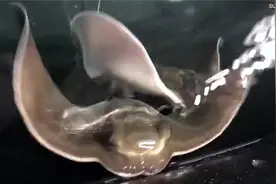 两年没有与雄性接触 新西兰水族馆内两只雌鳐鱼竟生出宝宝