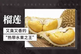 榴莲——又臭又香的“热带水果之王”