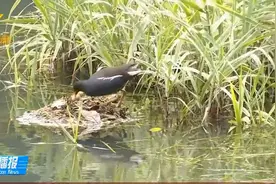 破案了！南宁青秀山兰湖鸟蛋突然消失，罪魁祸首被抓现行