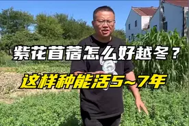 紫花苜蓿怎么才能安全越冬？这样种能活5~7年，从南到北都能种！